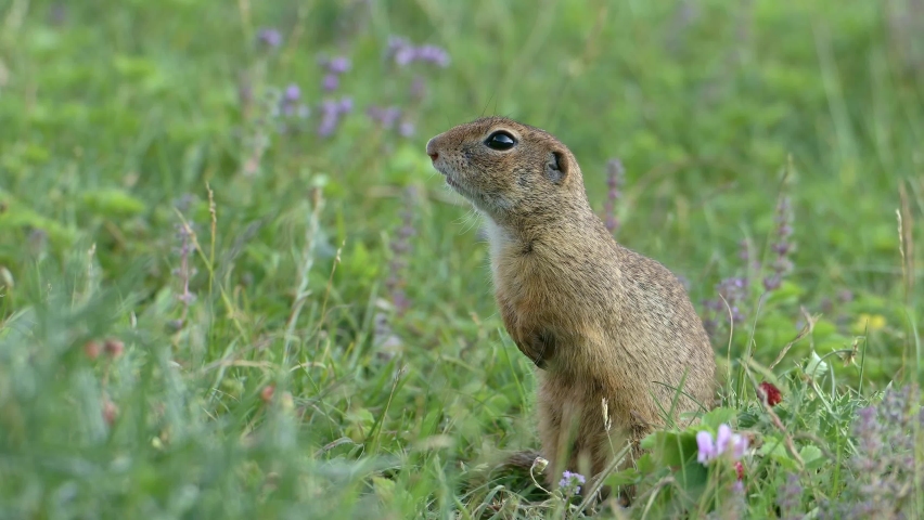 European Ground Squirrel (Spermophilus citellus) standing at green meadow.
