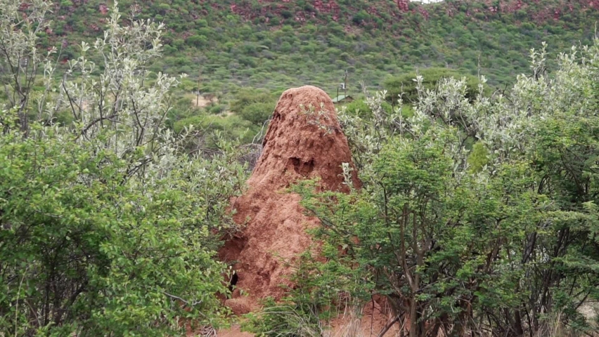 termite mound on the background of mountains