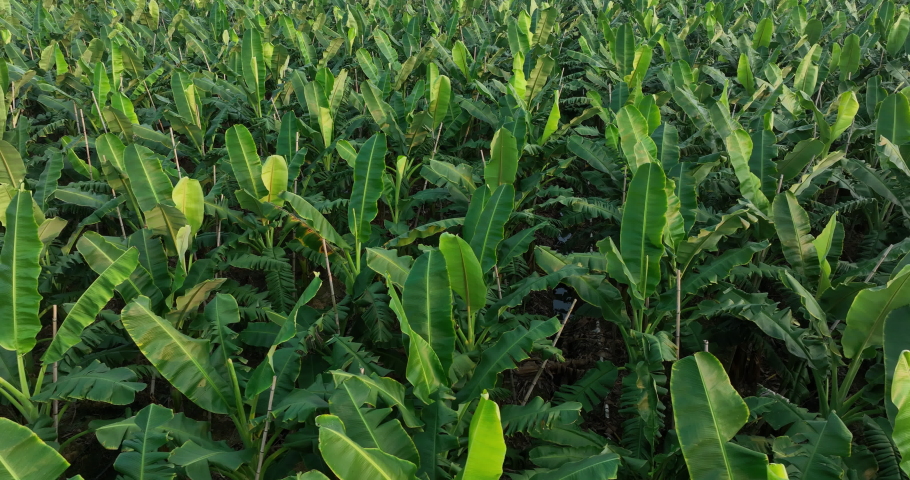 Aerial footage of drone flying over banana trees growing at field