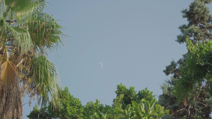 Moon over palm trees and trees in the evening sky