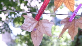 Closeup on autumn leaves hang on a rope with clothespins 