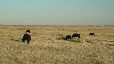 Cattle Grazing On Colorado Prairie Soapstone Stock Footage Video (100% ...