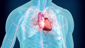 Functioning of human heart 3d illustration 4k ultra HD video | heart functioning