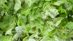 Super Slow Motion Shot of Splashing Fresh Lettuce. Filmed on High Speed Cinematic Camera at 1000fps. - Powered by Shutterstock - Get 15% off with code: PIKWIZARD15