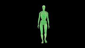 Male Anatomy Walk animation.7 Second Long.Transparent Alpha video.LOOP.