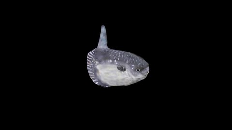 Sunfish Top View Animationfull Hd Second Stock Footage Video (100% ...