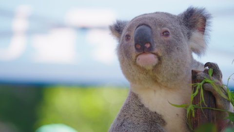 koala nose