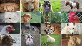 Video wall montage of various animals, farm animals, wild animals, birds. Video collage 