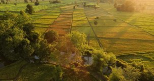 Beautiful sunset aerial view Nature video Aerial view sunset over meadow Beautiful green rice fields and warm sunset sunlight