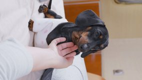 Owner lazily massages neck of adorable dachshund puppy in warm terry pajamas, until hand falls on the bed because person has fallen asleep, front view, vertical video