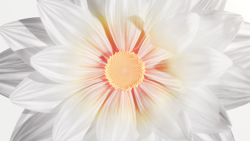 Top View Growing Bud Colorful Flower and White Petals Background. Beautiful Blooming Plant in Timelapse. Video Romantic and Natural Backdrop Wedding One Soft Big Flower in Growing Process Close-up 4k | Shutterstock HD Video #1094647575