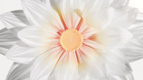 Top View Growing Bud Colorful Flower and White Petals Background. Beautiful Blooming Plant in Timelapse. Video Romantic and Natural Backdrop Wedding One Soft Big Flower in Growing Process Close-up 4k