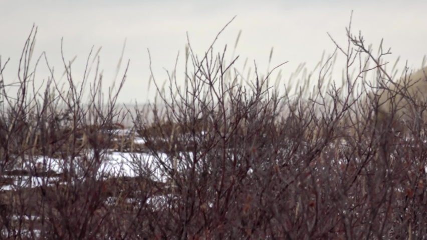 Polar bear searching for food Behind Bushes, Canada, 2022
Canada North America, wildlife, climate change and global warming Concept,2022
