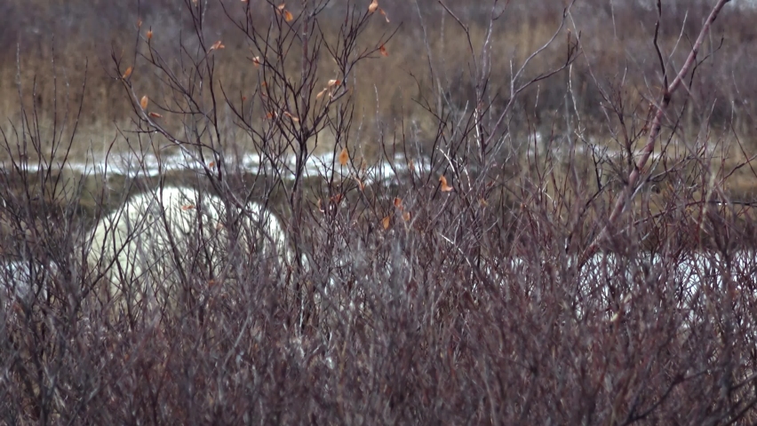 Polar bear Eating Behind Bushes, Canada, 2022
Canada North America, wildlife, climate change and global warming Concept,2022
