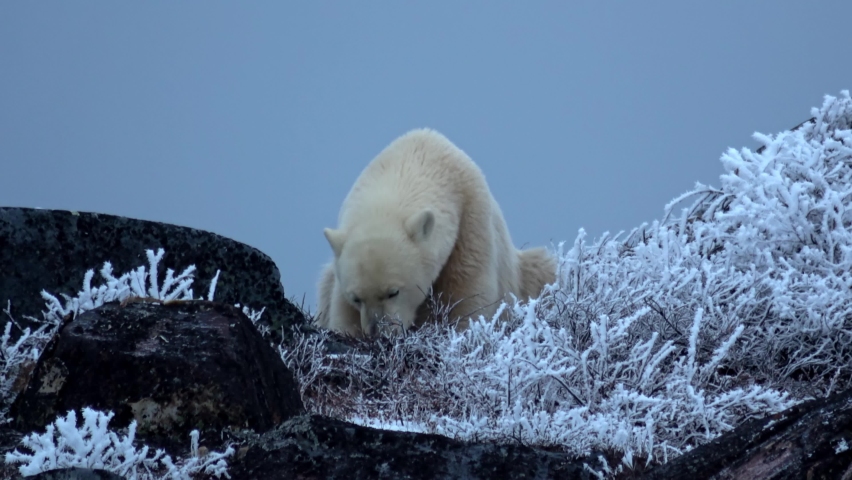 Polar bear Feeding fish Skin on Rocky Hill, Canada
Canada North America, wildlife, climate change and global warming Concept,2022
