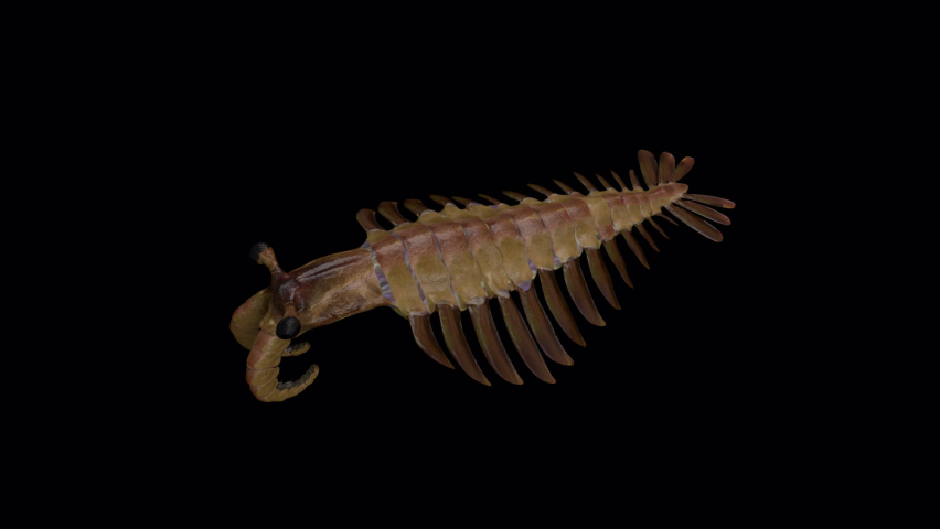 Anomalocaris Ancient Animal Animation.Full HD 1920x1080  06 Second Long.Transparent Alpha video.LOOP.
