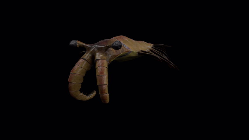 Anomalocaris Ancient Animal Animation.Full HD 1920x1080  06 Second Long.Transparent Alpha video.LOOP.