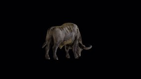 Buffalo Eating Back View Animation.Full HD 1920x1080 06 Second Long.Transparent Alpha video.LOOP.