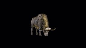 Buffalo Eat Front View Animation.Full HD 1920x1080 06 Second Long.Transparent Alpha video.LOOP.