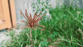 video types of weeds such as octopus fingers (sea animals)