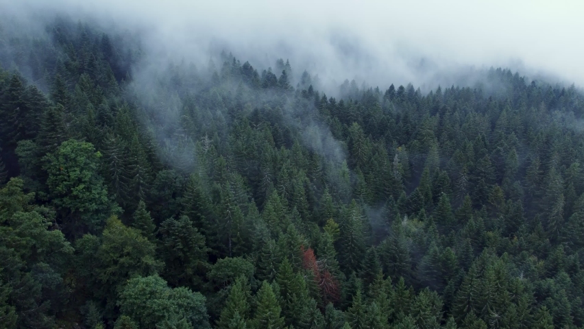 Ascending aerial view of a dark mountain forest with big fast moving moody white clouds, in Vosges, France, 4K
