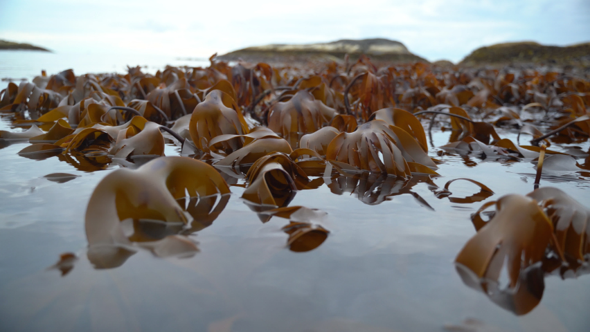 Wide coseup of kelp dancing back and forth in the slow waves. Royalty-Free Stock Footage #1094653827