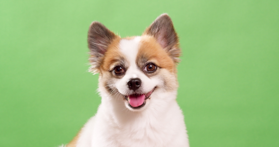 Portrait of the cute fluffy puppy of pomeranian spitz. Little smiling dog lying on a green background. Copy space for text. | Shutterstock HD Video #1094655337