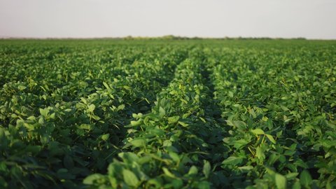 soybean soy field of green plants a general plan nature agriculture. organic farming. agriculture lifestyle plantation business farm concept. soy vegetable healthy food agriculture วิดีโอสต็อก