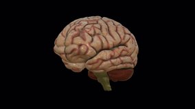Human Brain Anatomical Model.Background medical concept image 3D rendering - Powered by Shutterstock - Get 15% off with code: PIKWIZARD15