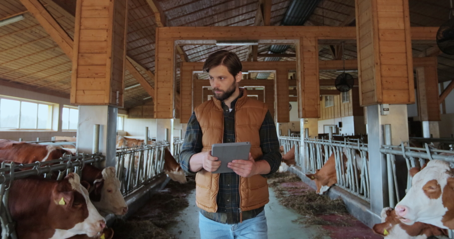 Farmer in orange vest using tablet computer in modern dairy farm facility cowshed. Agribusiness owner checking data hold tabletPC in animal husbandry. Milking manufacture professional concept. | Shutterstock HD Video #1094661397