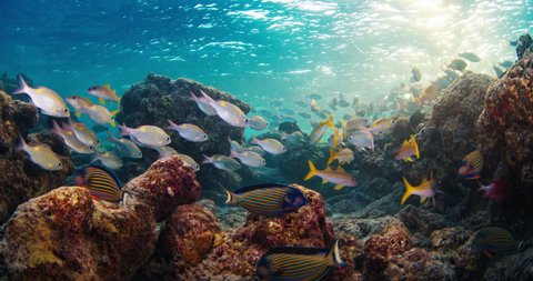 Sunset reef underwater. Fishes swim on the coral reef during sunset in the Maldives Video Stok