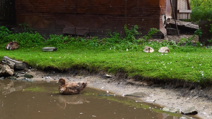 The duck takes off and comes out of the water on the shore.