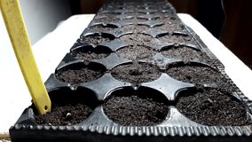 Amazing vegetable Seed Germination Time Lapse video