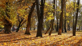 Wind carries fallen leaves among big old trees in city autumn park. Yellow maple leaves fly and fall in sunlight. - Powered by Shutterstock - Get 15% off with code: PIKWIZARD15