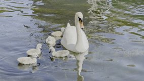 Swan With Cygnets On the river