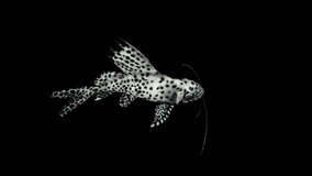 Synodontis Eupterus Fish Top View animation.Full HD 1920×1080.6 Second Long.Transparent Alpha video.LOOP.