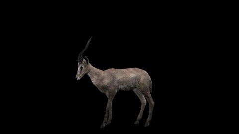 Forest Gazelle Kick Animationfull Hd Second Stock Footage Video (100% ...