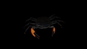 Crab Walk Top View animation.Full HD 1920×1080.6 Second Long.Transparent Alpha video.LOOP.