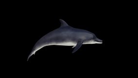 Dolphin animation.Full HD 1920×1080.6 Second Long.Transparent Alpha video.LOOP.