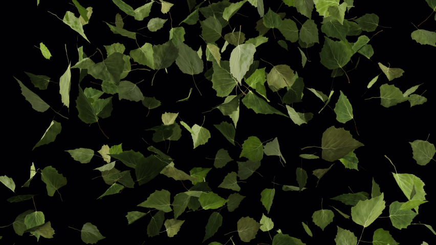 Transition leaves. Transition leaves