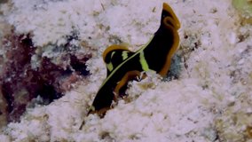 Beautiful Tiger flatworm sensing chemical keys in the water to find a mate.