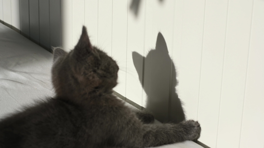 Cute gray cat kitten playing with his shadow at home. High quality 4k footage | Shutterstock HD Video #1094685543