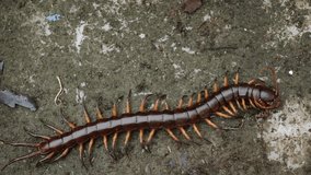 centipede, close up of centipede creep slowly on the ground, closeup of centipede movement, Noxious insects,  wildlife, forest, wild nature, garden, camera shake on taken video. 