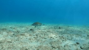 Slow motion of underwater video of turtle on sea ​​bottom
