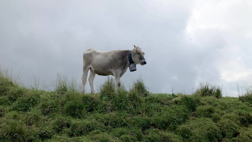 Cow with pearl cowbell in the hills of bavaria looking around. Happy milk cow graze in the mountains.