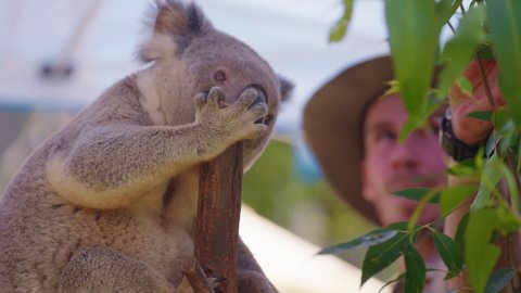 koala nose