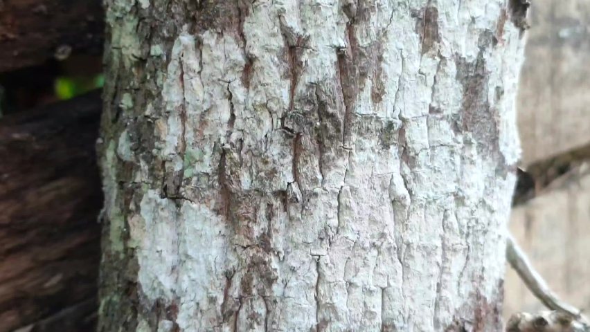 sandalwood bark texture is rough and moldy