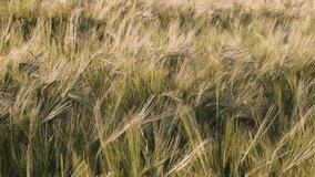 Detail footage of Wheat field at sunset. Wheat Field At Sunset
