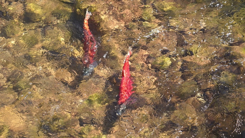 Kokanee salmon spawning in Utah from Flaming Gorge up Sheep Creek.