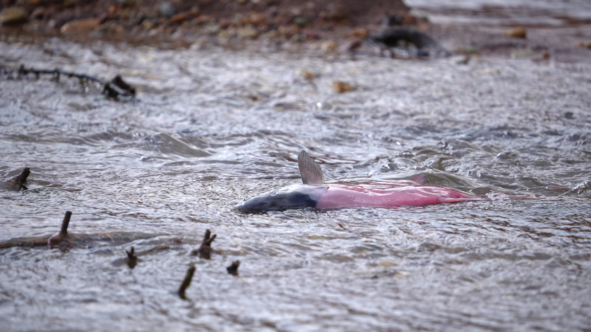 View of dead Kokanee salmon in Sheep Creek after it has spawned in Flaming Gorge.